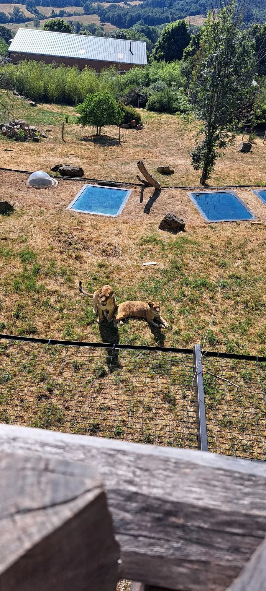 Les lions, vus depuis la passerelle