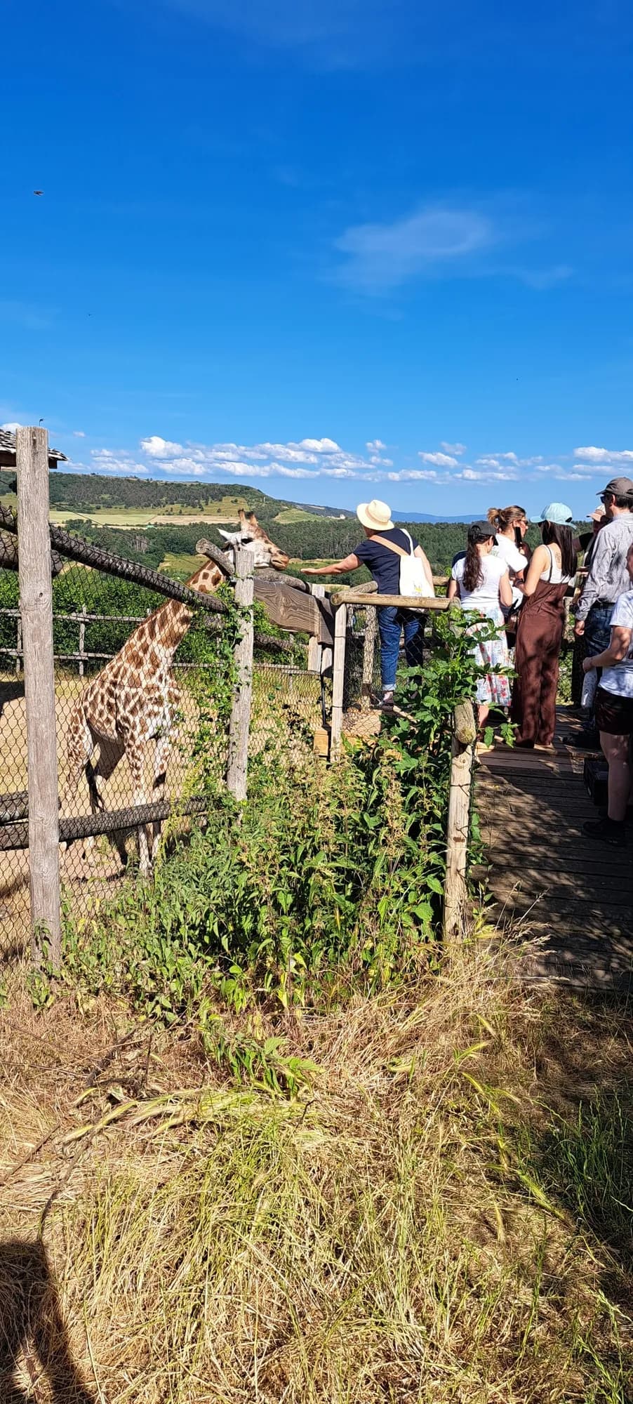 Nourrissage des girafes